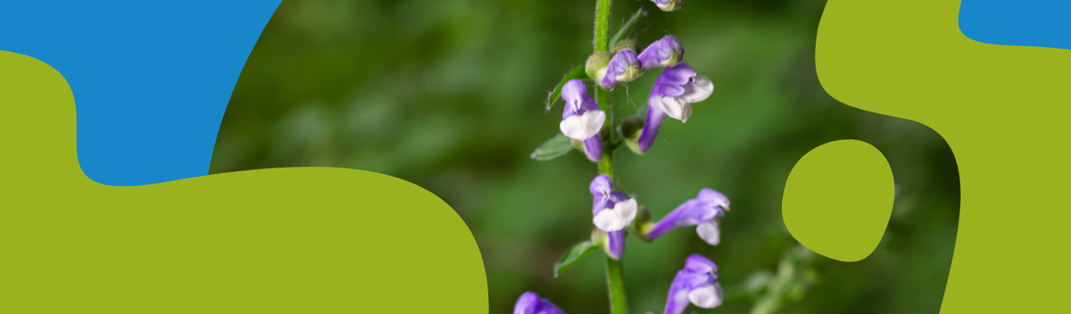 Baikal Skullcap Benefits and Uses