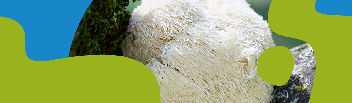 Lion's Mane Mushroom: Benefits and Uses