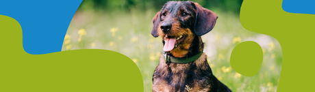 How to Repel Dogs: Methods That Work