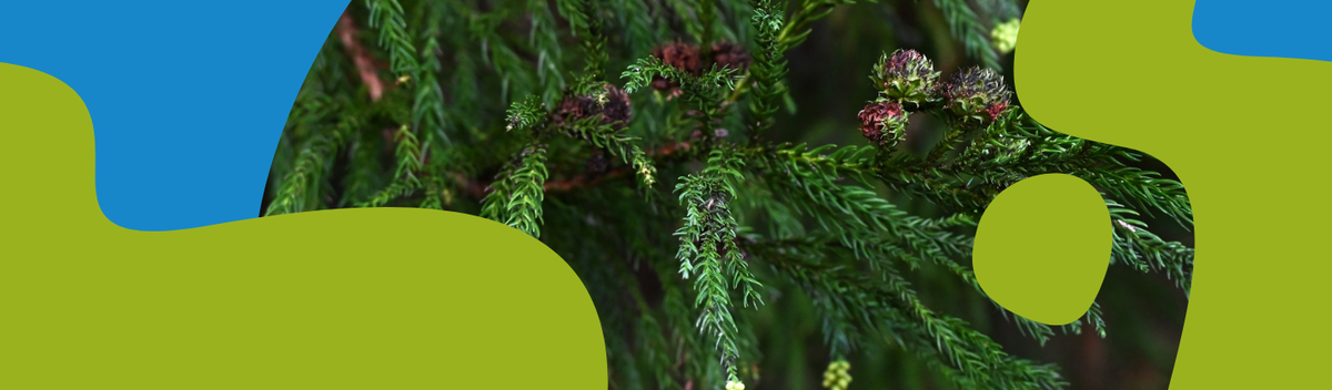 Cedarwood Essential Oil: Properties & Uses