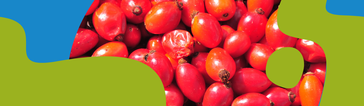 Wild Rosehips: When to Harvest, Dry & Use