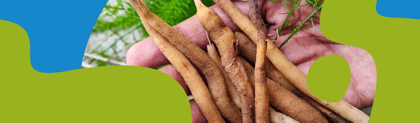 Shatavari: Properties, Benefits & Side Effects