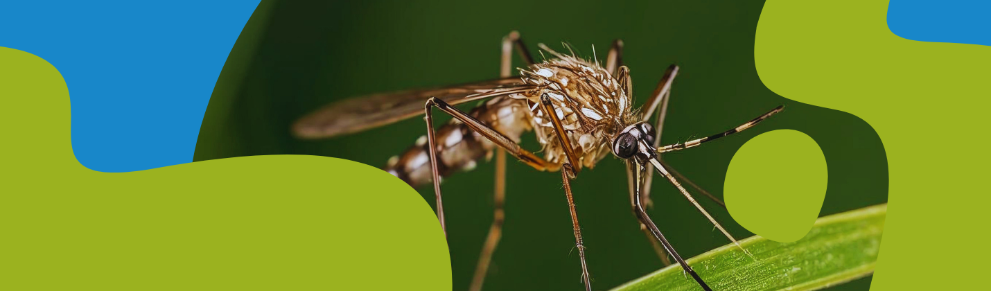 Mosquito Repellents – How to Get Rid of Them